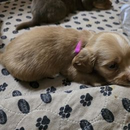 Girl 1 - Red female Dachshund puppy in Jackson's Gap, Alabama from Lake Martin Doxies