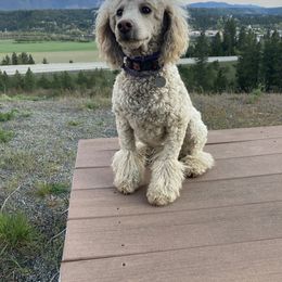 Poodle puppies from Peachy Poodles