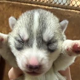 Girl 6 - female Siberian Husky puppy in Loudon, Tennessee from Kristari Siberians