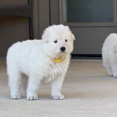 Berger Blanc Suisse and German Shepherd Puppies from Scenic Creek German Shepherds and White Swiss Shepherds