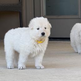 Berger Blanc Suisse and German Shepherd Puppies from Scenic Creek German Shepherds and White Swiss Shepherds