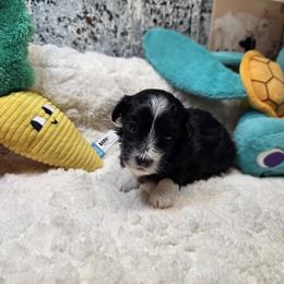 Boy 10 - Black and white male Havanese puppy in Deer Park, Washington from Mt. Top Havanese