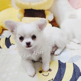 Eva - White female Chihuahua puppy in Ponca City, Oklahoma from Bliss Acres Farm