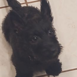 Scottish Terriers from Charissa's Scottish Terriers