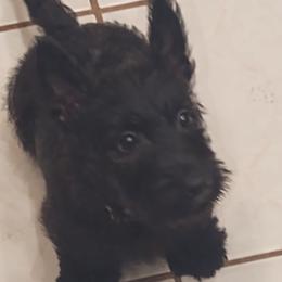 Scottish Terriers from Charissa's Scottish Terriers