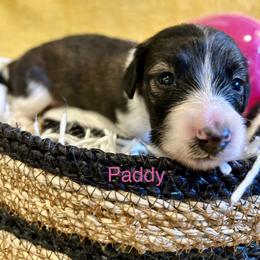 Paddy - Brindle female Dachshund puppy in Huntington, Arkansas from Rockstar.Weiners