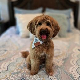 Tucker - Goldendoodle