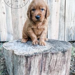Timber - dark green - Dark golden male Golden Retriever puppy in Greeneville, Tennessee from Cultivate Farm