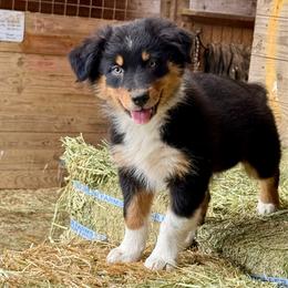 Lucky - Black tri-color female Australian Shepherd puppy in Otis, Oregon from Heritage Hill Aussies