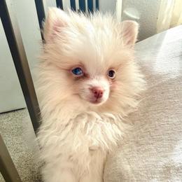 Knuckles - Beaver male Pomeranian puppy in Stroud, Oklahoma from Laik’s Little Shihtz & Poms