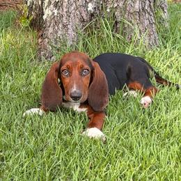 Stella - Basset Hound