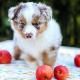 Rooibos - Red merle male Miniature American Shepherd puppy in Battle Ground, Washington from Casita Miniature American Shepherds