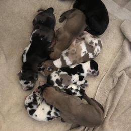 Great Dane Puppies from Starlight Danes