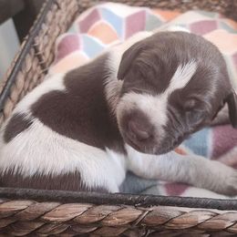 Zelda - Liver roan German Shorthaired Pointer puppy in Tionesta, Pennsylvania from Hunter Station Canines