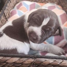Zelda - Liver roan German Shorthaired Pointer puppy in Tionesta, Pennsylvania from Hunter Station Canines