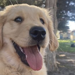 Yellow- “Summer” - Golden Retriever puppy in Wichita, Kansas from Libby Brown