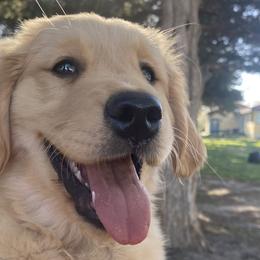 Yellow- “Summer” - Golden Retriever puppy in Wichita, Kansas from Libby Brown