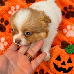 Monet - Sable spotted white male Chihuahua puppy in Kyle, Texas from joy of chihuahuas tx