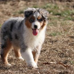 Australian Shepherd Puppies from Silverbrook Australian Shepherds