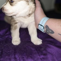 Siberian Husky Puppies from Sierra Pace