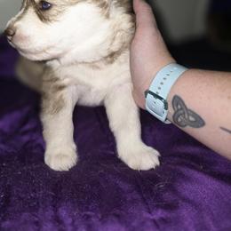 Siberian Husky Puppies from Sierra Pace