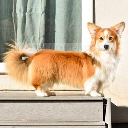 Duke - Pembroke Welsh Corgi