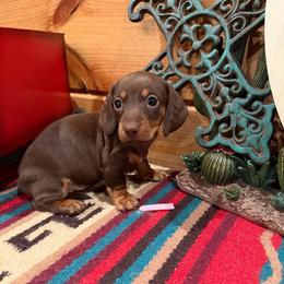 Smooth hair - Chocolate female Dachshund puppy in Pleasant Plains, Arkansas from JGBs Silver Spur Dachshunds