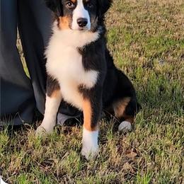 Australian Shepherd puppies from Winsome Aussies