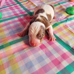 Dachshund Puppies from Doxie Dreams