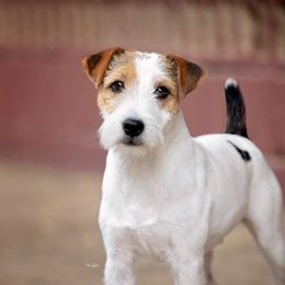Australian Shepherd and Parson Russell Terrier All Grown Up from Zoolo Kennels