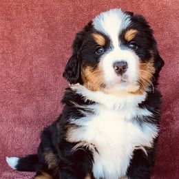 Green Collar Male - Black rust and white male Bernese Mountain Dog puppy in Bristol, Tennessee from Holston Hollow Farm
