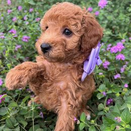 Purple Collar - female Cavapoochon puppy in Waterford, California from Windy Hill Doodles