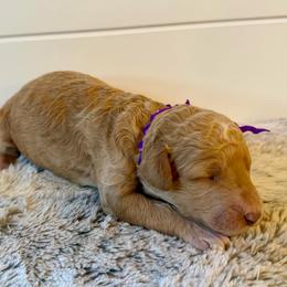 Purple Collar Girl - Red female Bernedoodle puppy in San Augustine, Texas from Vintage Doodles