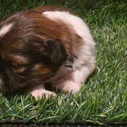 Boy four - Tricolor male Shih Tzu puppy in New Bern, North Carolina from Kuddly Creatures