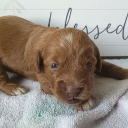 Australian Labradoodle Puppies from Lake Keowee Labradoodles