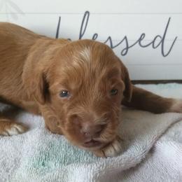Australian Labradoodle Puppies from Lake Keowee Labradoodles