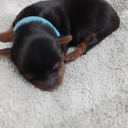 Tae Byler - Black and tan male Yorkshire Terrier puppy in Gurley, Alabama from Rhondas yorkies