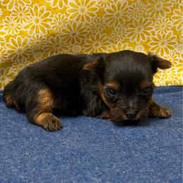 Henry TEACUP - Black and tan male Yorkshire Terrier puppy in Monticello, Iowa from Ashley’s Puppies