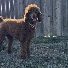 Poodles from DL House of Poodles