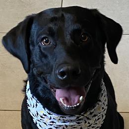 Labrador Retrievers from Lauren's Labrador Retrievers