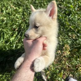 Sam - White female Pomsky puppy in Bolton, Connecticut from Elle Pomsky