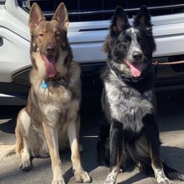German Shepherds from Von Mengden German Shepherds