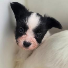 Leonora - White and black female Papillon puppy in Myakka City, Florida from LaRae's Papillons