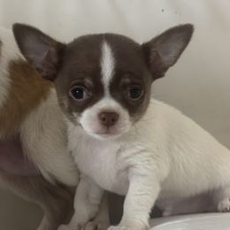 Shorty - Chocolate brindled fawn male Chihuahua puppy in Fort Myers, Florida from Gulfshore Chihuahuas