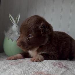 Hopper - Red & white male Australian Shepherd puppy in Windsor, New York from Double B Aussies