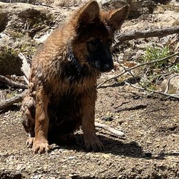 German Shepherd Puppies from Segen Von Gott German Shepherd’s