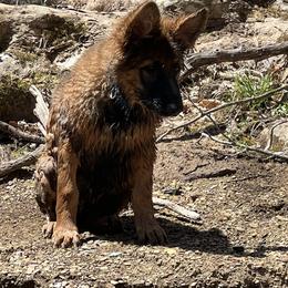 German Shepherd Puppies from Segen Von Gott German Shepherd’s