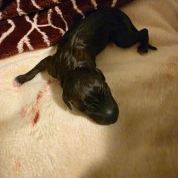 Cole - Seal male Italian Greyhound puppy in Clarksville, Arkansas from Moon Valley Italian Greyhounds