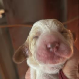 Hopper and Floppy - Lemon and white male Basset Hound puppy in Manton, Michigan from BeckysBassets