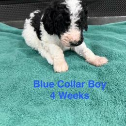 Blue Collar Boy - Parti male Poodle puppy in Shattuck, Oklahoma from Rock Creek Royal Poodles